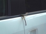 オニヤンマ